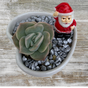 Christmas Succulent Gifts | Succulent Gift Delivery